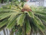 Cycas revoluta