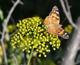 Bupleurum fruticosum. Соцветие с бабочкой-чертополоховкой (Cynthia cardui). Крым, городской округ Ялта, пгт Кореиз, Мисхорский парк, сорное. Июль 2017 г.