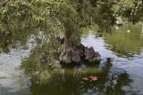 Taxodium distichum. Основание ствола с пневматофорами и нижняя часть кроны с шишками. Испания, автономное сообщество Каталония, г. Барселона, парк Цитадели (Parc de la Ciutadella), в культуре. 29.08.2017.