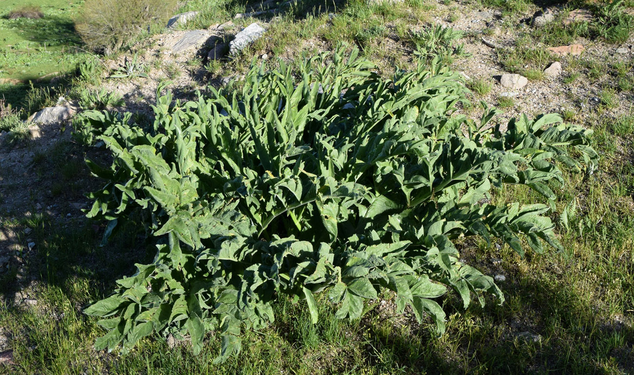 Изображение особи Ferula kuhistanica.