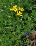 Senecio kolenatianus