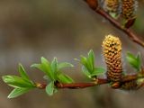 Salix phylicifolia. Ветвь цветущего мужского растения. Мурманская обл., Североморский р-н, окр. пос. Росляково. 19.05.2010.