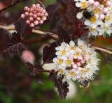 Physocarpus opulifolius. Верхушка веточки с соцветиями и кормящимся шмелём (краснолистный культивар). Восточный Казахстан, г. Усть-Каменогорск, Архитектурно-ландшафтный музей-заповедник, в культуре. 02.06.2017.