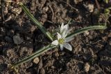 Ornithogalum fimbriatum. Цветущее растение. Крым, Керченский п-ов, Караларская степь. 14.04.2018.