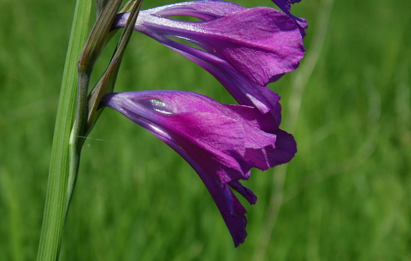 Image of Gladiolus tenuis specimen.