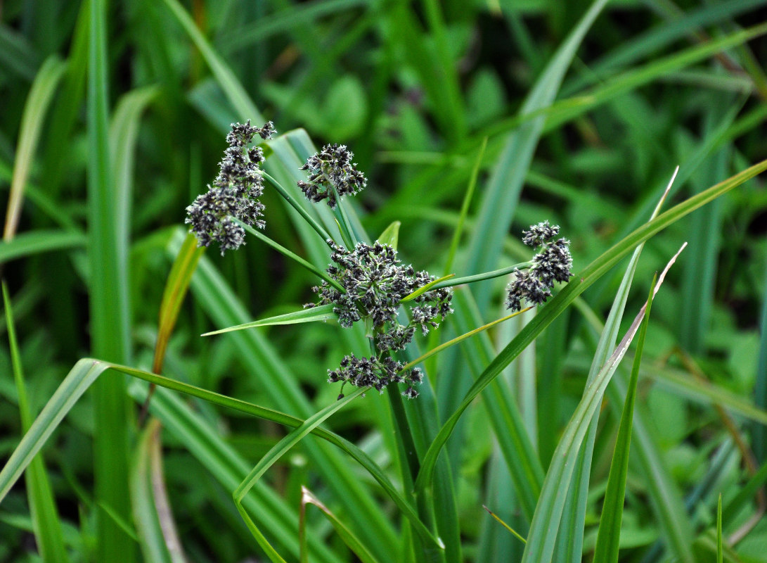 Изображение особи Scirpus sylvaticus.