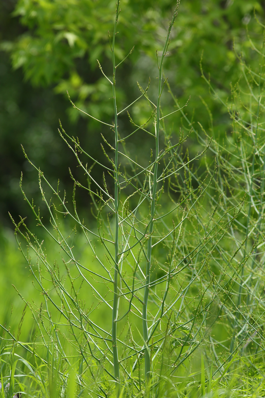 Изображение особи Asparagus officinalis.