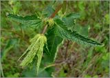 Phlomoides tuberosa. Верхушка растения с нераспустившимися соцветиями. Чувашия, окр. г. Шумерля, Кумашкинский заказник, Соколова поляна. 1 июня 2010 г.