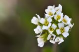 Draba parviflora. Цветки. Кыргызстан, Иссык-Кульская обл., Северный Тянь-Шань, хр. Кюнгёй-Ала-Тоо, Семёновское ущ., верховья р. Кичи-Ак-Суу, 2500 м н.у.м., лесистый склон ущелья, у конной тропы. 12.05.2018.