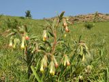 Onosma dichroantha