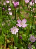 Epilobium hornemannii. Верхушка побега с цветками и бутонами. Магаданская обл., окр. г. Магадан, побережье бухты Нагаева, Морпортовская сопка, на моховом ковре у ручья. 07.07.2010.