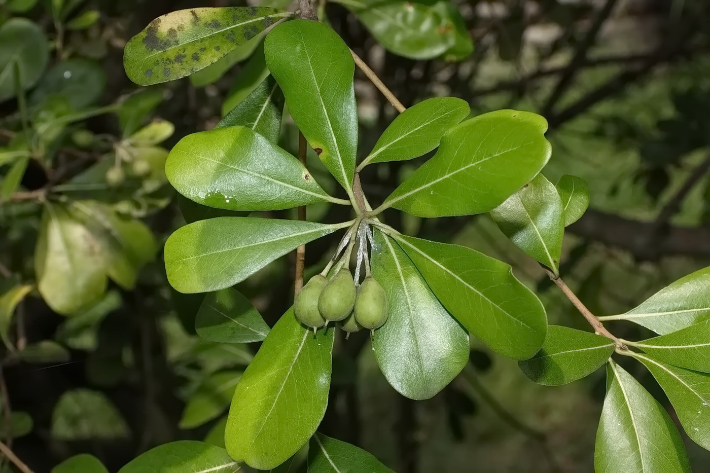 Изображение особи род Pittosporum.