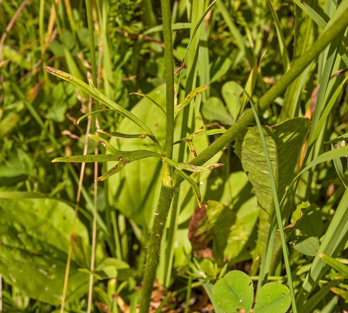 Image of Ranunculus polyanthemos specimen.