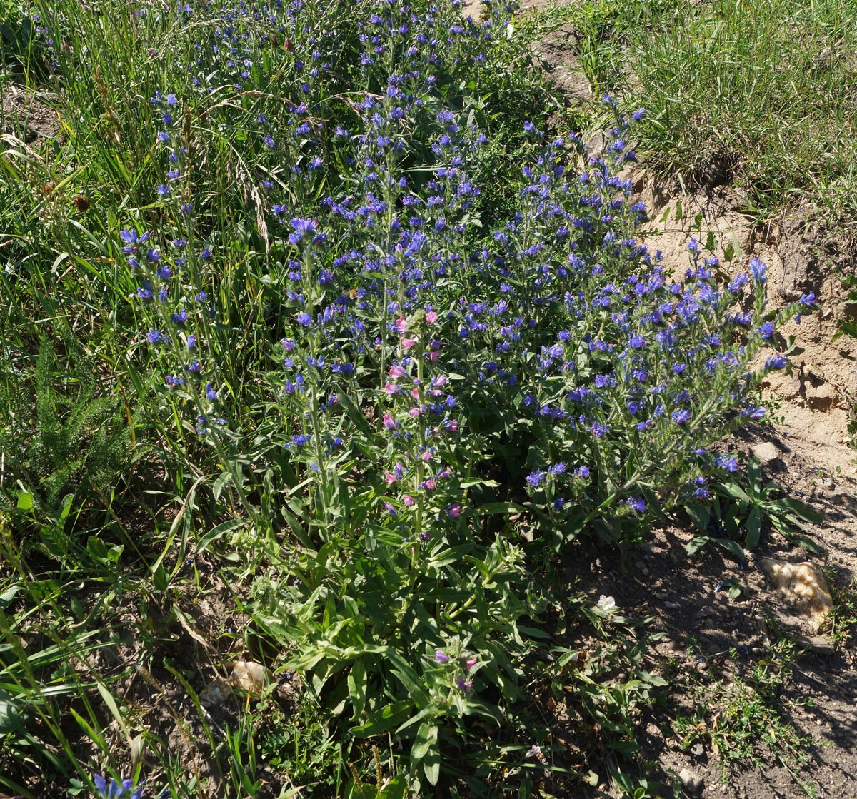 Изображение особи Echium vulgare.