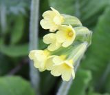 Primula elatior. Соцветие. Ленинградская обл., Лужский р-н, окр. пос. Толмачёво, поляна в берёзово-сосновом лесу. 03.05.2019.