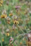 Thalictrum foetidum