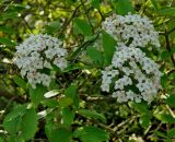 Viburnum × burkwoodii. Ветвь с соцветиями. Чехия, г. Прага, ботсад, в культуре. 22.04.2008.