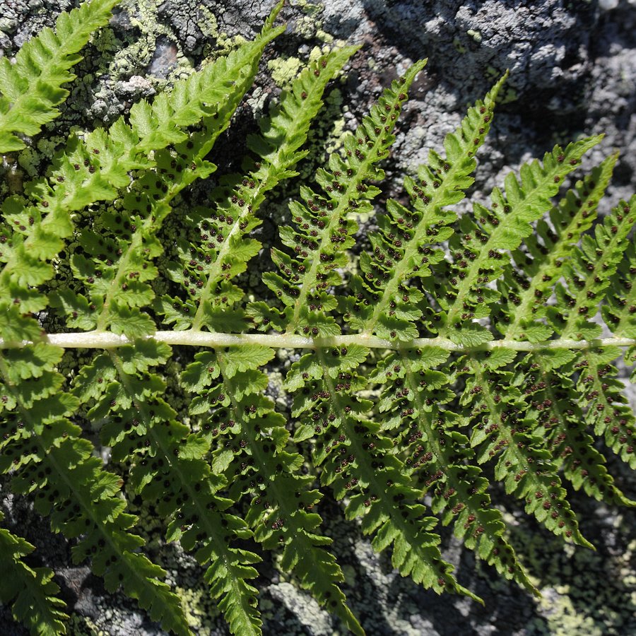 Image of Athyrium distentifolium specimen.