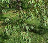 Quercus myrsinaefolia