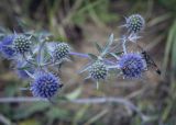 Eryngium planum. Соцветия с питающейся роющей осой Ammоphila (справа) и самцом пчелы Sphecodes. Москва, Северо-Западный административный округ, р-н Строгино, Щукинский полуостров, разнотравный луг. 16.09.2022.