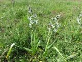 Ornithogalum boucheanum