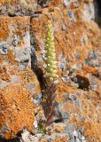 Orostachys spinosa. Цветущее растение. Республика Саха (Якутия), Хангаласский улус, левый берег р. Сиинэ (Синяя), скальный выход. 27.07.2023.