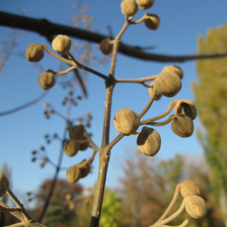 Изображение особи Paulownia tomentosa.