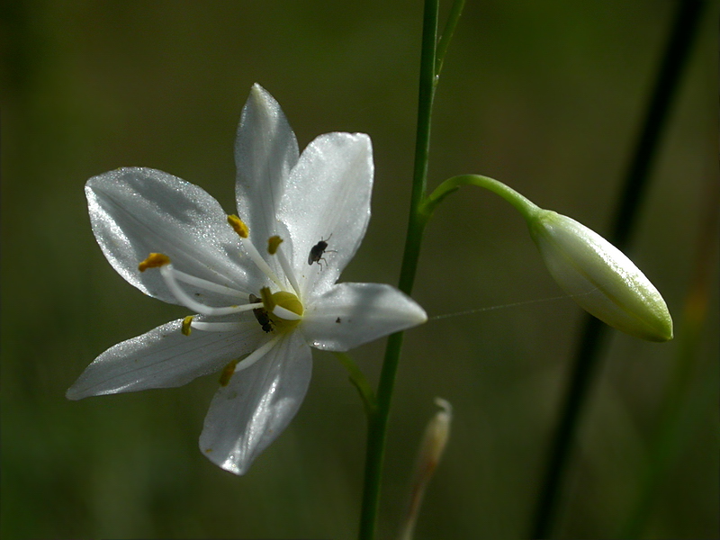 Изображение особи Anthericum ramosum.