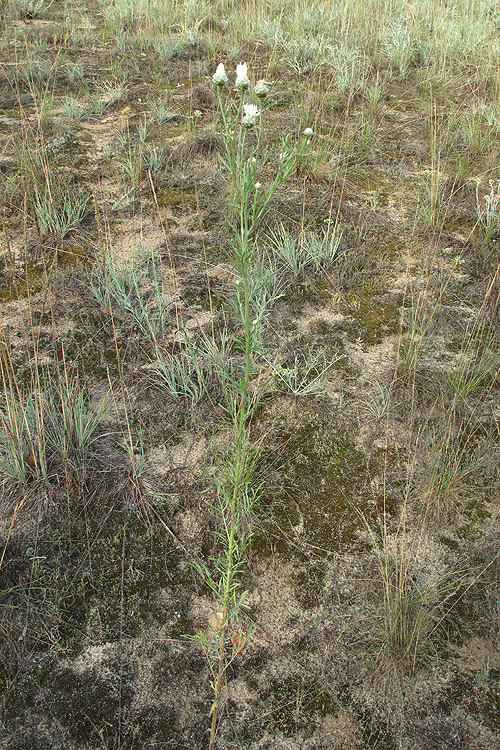 Image of Centaurea protogerberi specimen.