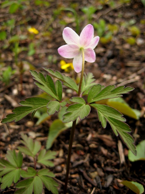 Изображение особи Anemone amurensis.