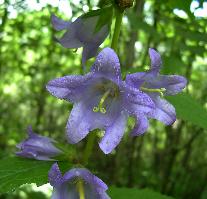 Изображение особи Campanula trachelium.