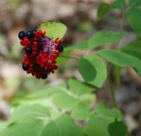 Paeonia daurica. Раскрывшийся плод. Крым, Бахчисарайский р-н, Большой Каньон. 06.08.2007.