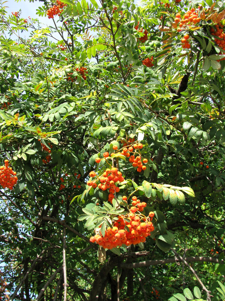 Изображение особи Sorbus aucuparia.