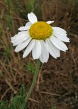 Anthemis ruthenica. Соцветие. Крым, Карадагский заповедник, Береговой хребет, степной склон. 6 мая 2013 г.