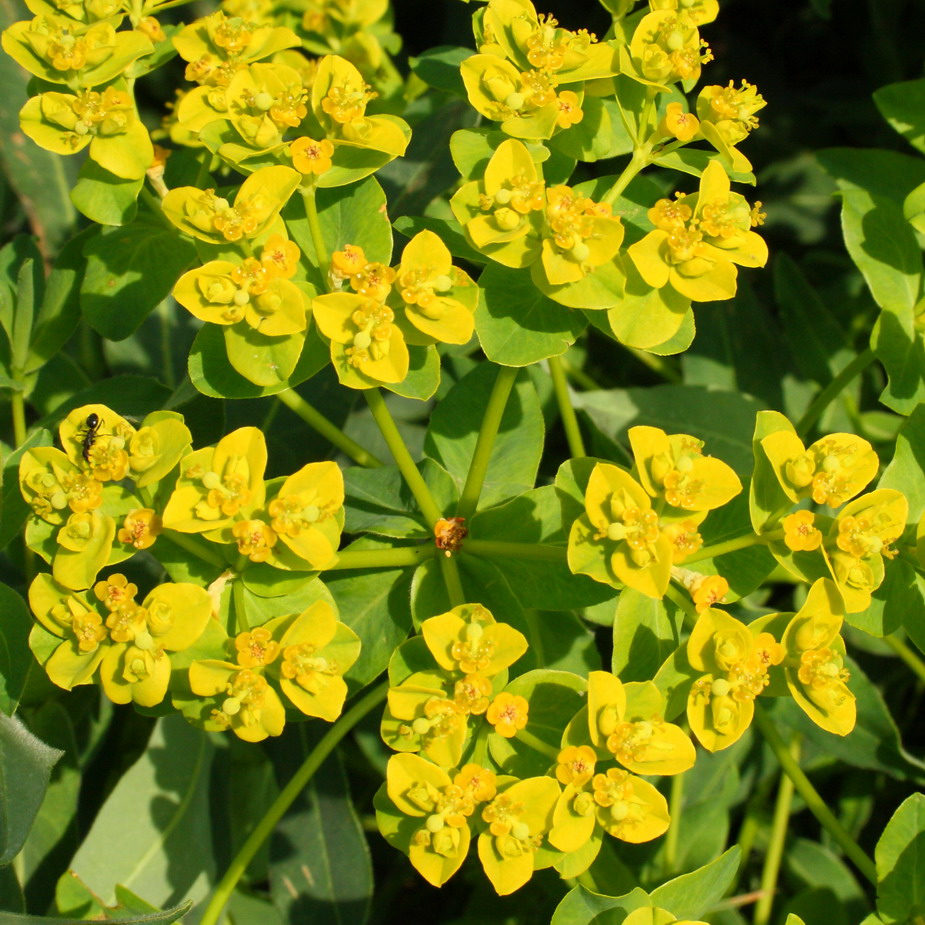 Изображение особи Euphorbia palustris.