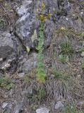 Hypericum vesiculosum