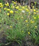 Crepis rhoeadifolia