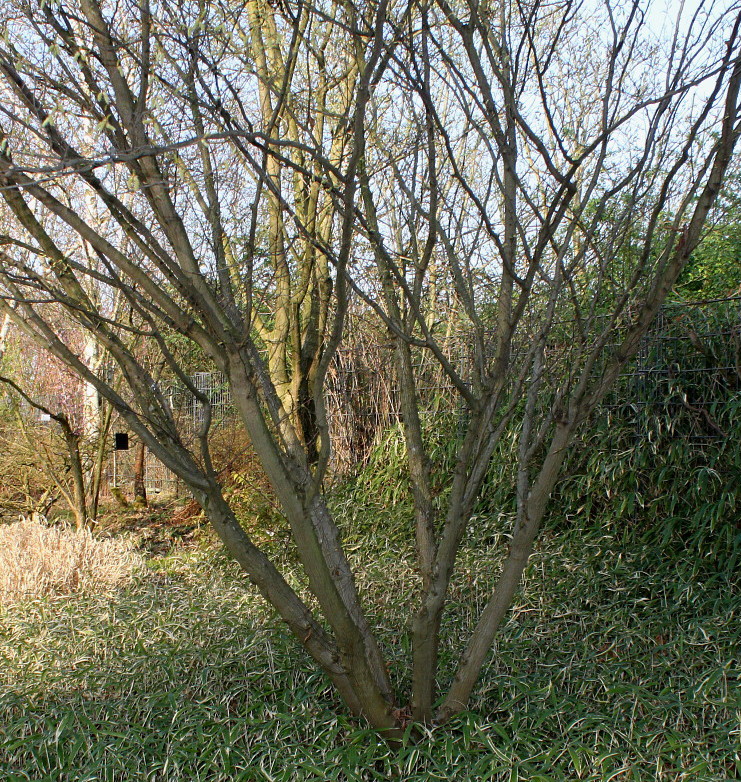 Изображение особи Carpinus japonica.