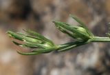 Linum nodiflorum