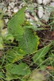Salvia pratensis. Прикорневые листья. Черногория, нац. парк Ловчен. 18.07.2014.