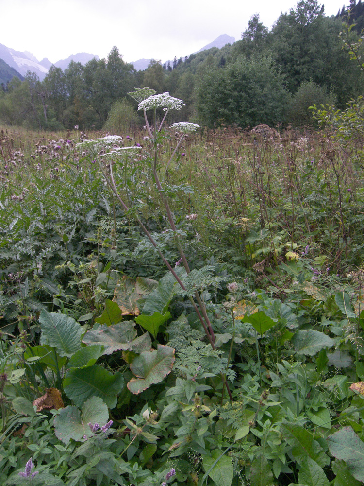 Изображение особи Macrosciadium alatum.