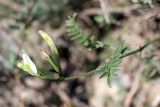 Astragalus macrotropis. Верхушка побега с соцветием. Южный Казахстан, хр. Сырдарьинский Каратау, ущ. Карашасай. 03.05.2014.