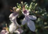 Teucrium brevifolium. Цветок. Греция, Эгейское море, о. Парос, окр. пос. Молос, песчаные дюны, переходящие в скалистый берег моря. 22.12.2015.