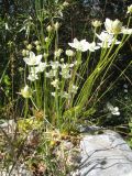 Parnassia palustris