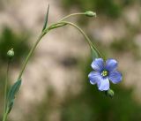 Linum altaicum. Побег с цветком, бутонами и зелеными плодами. Кыргызстан, Нарынская обл., правый берег р. Нарын, окр. с. Чет-Нура. 14.06.2015.