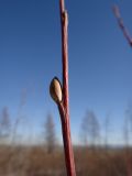 Salix rorida. Часть побега с просыпающейся генеративной почкой. Республика Бурятия, Баунтовский эвенкийский р-н, окр. пос. Северный, у обочины просёлочной дороги. 22.02.2016.