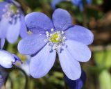 Hepatica nobilis. Цветок. Ленинградская обл., Волховский р-н,, окр. Хамонтово, левый берег р. Лынна в 3 км от устья. 26.04.2014.