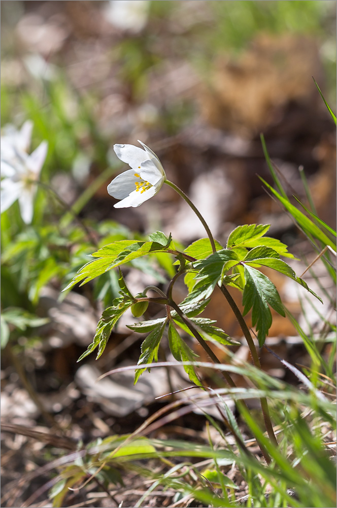 Изображение особи Anemone nemorosa.