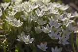 род Ornithogalum. Цветки. Греция, Пелопоннес, окр. г. Пиргос, окр. дер. Спьянтза, рядом с пляжем. 21.03.2015.