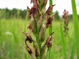 Anacamptis coriophora. Нижняя часть соцветия с завязавшимися плодами. Украина, Донецкая обл., окр. Святогорска. 16.06.2009.